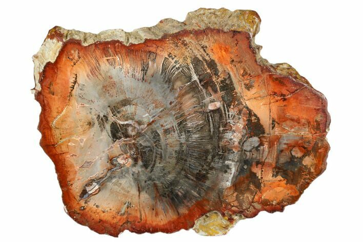 Petrified Wood (Araucaria) Slab - Madagascar #182942